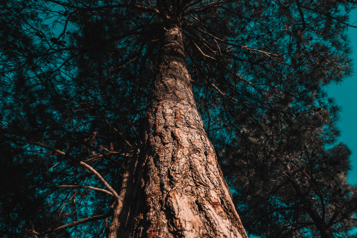 Low Angle Photo of Tree